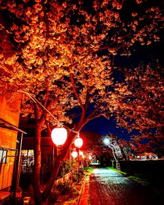 20200407夜桜