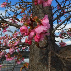 sakura