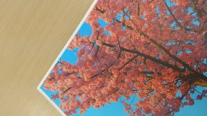 桜マウスパッド2