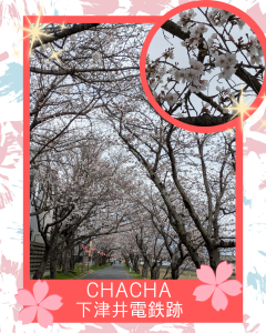 CHACHA下津井電鉄跡さくら