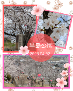 早島公園さくら