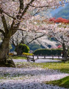 Firefly 日本の庭園　桜　桜の花びらが舞っている 92446