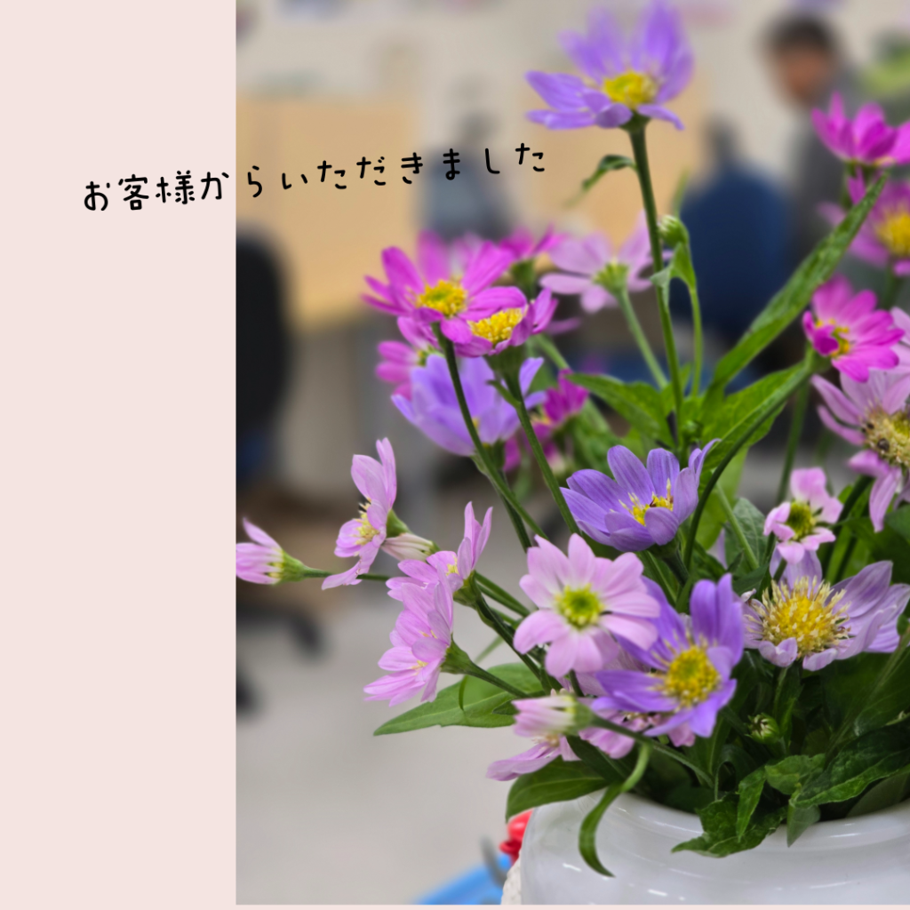 教室花