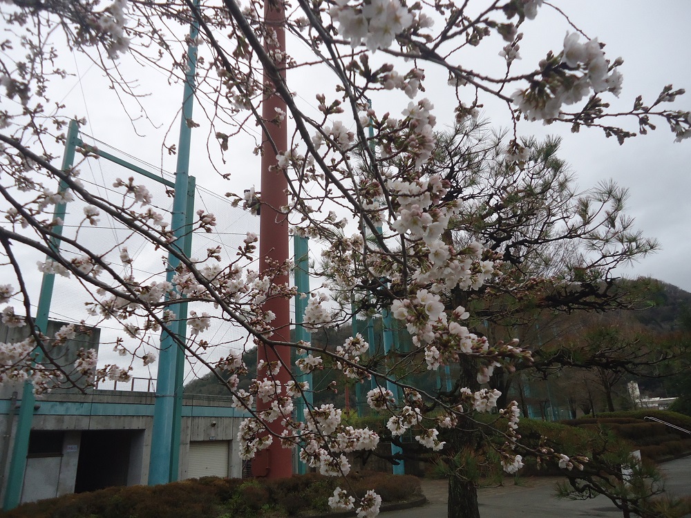 球場桜