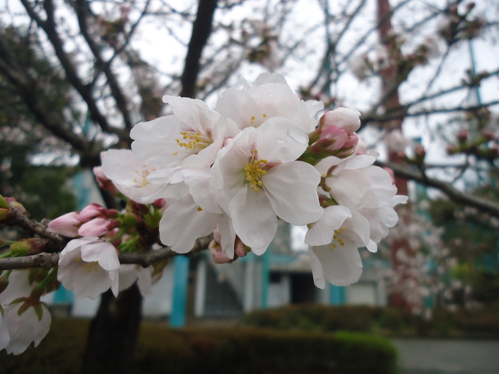 公園桜