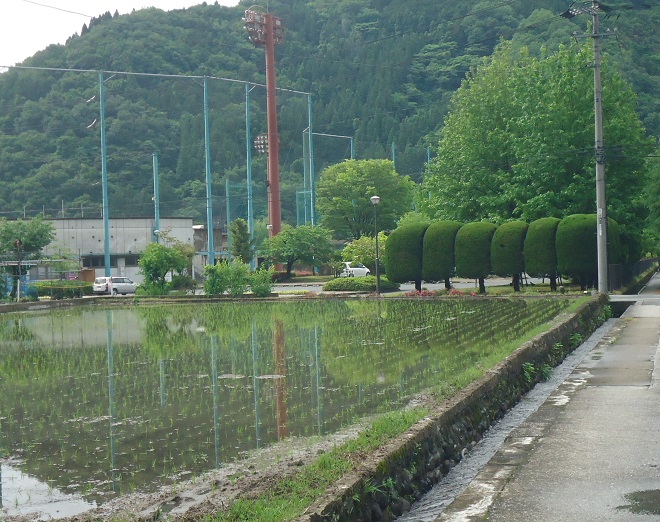 田植え