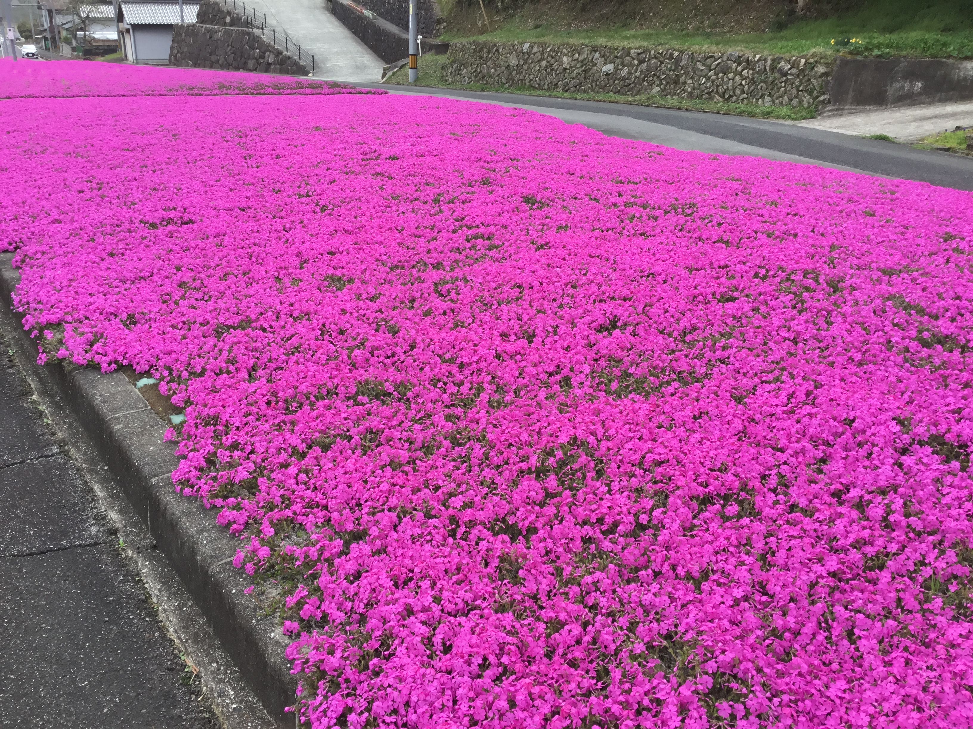 芝桜