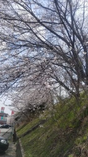 サクラ