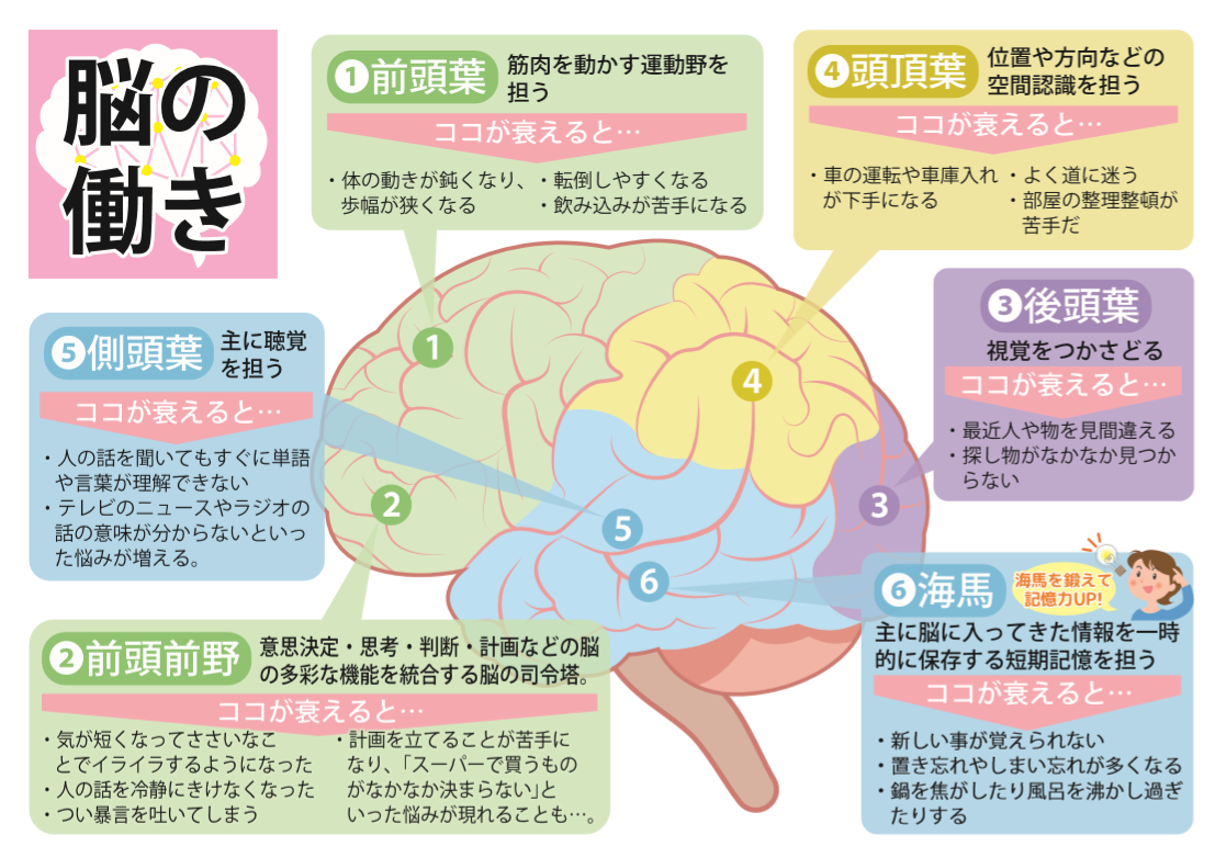 機能 前頭葉