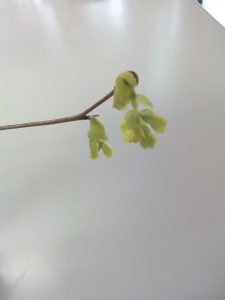 IMG_20190315_084524