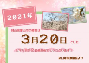 桜の開花発表