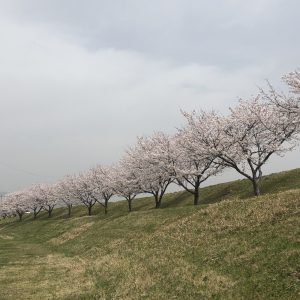 桜2021_1
